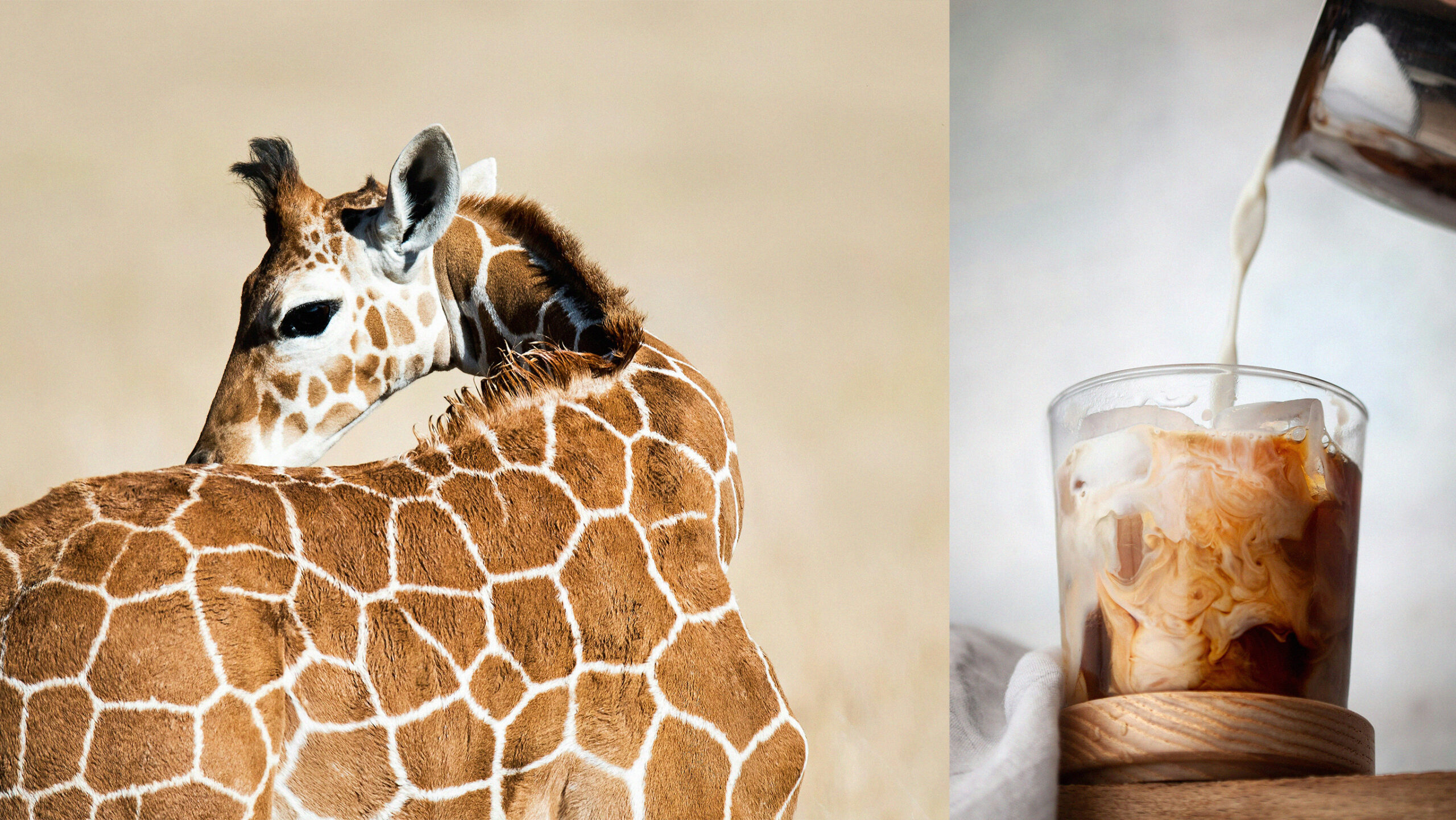 Giraffe Bild mit Cafe