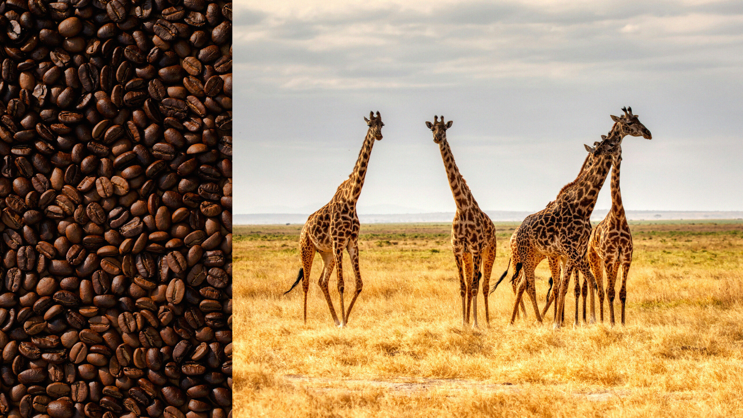 Giraffen und Kaffeebohnen